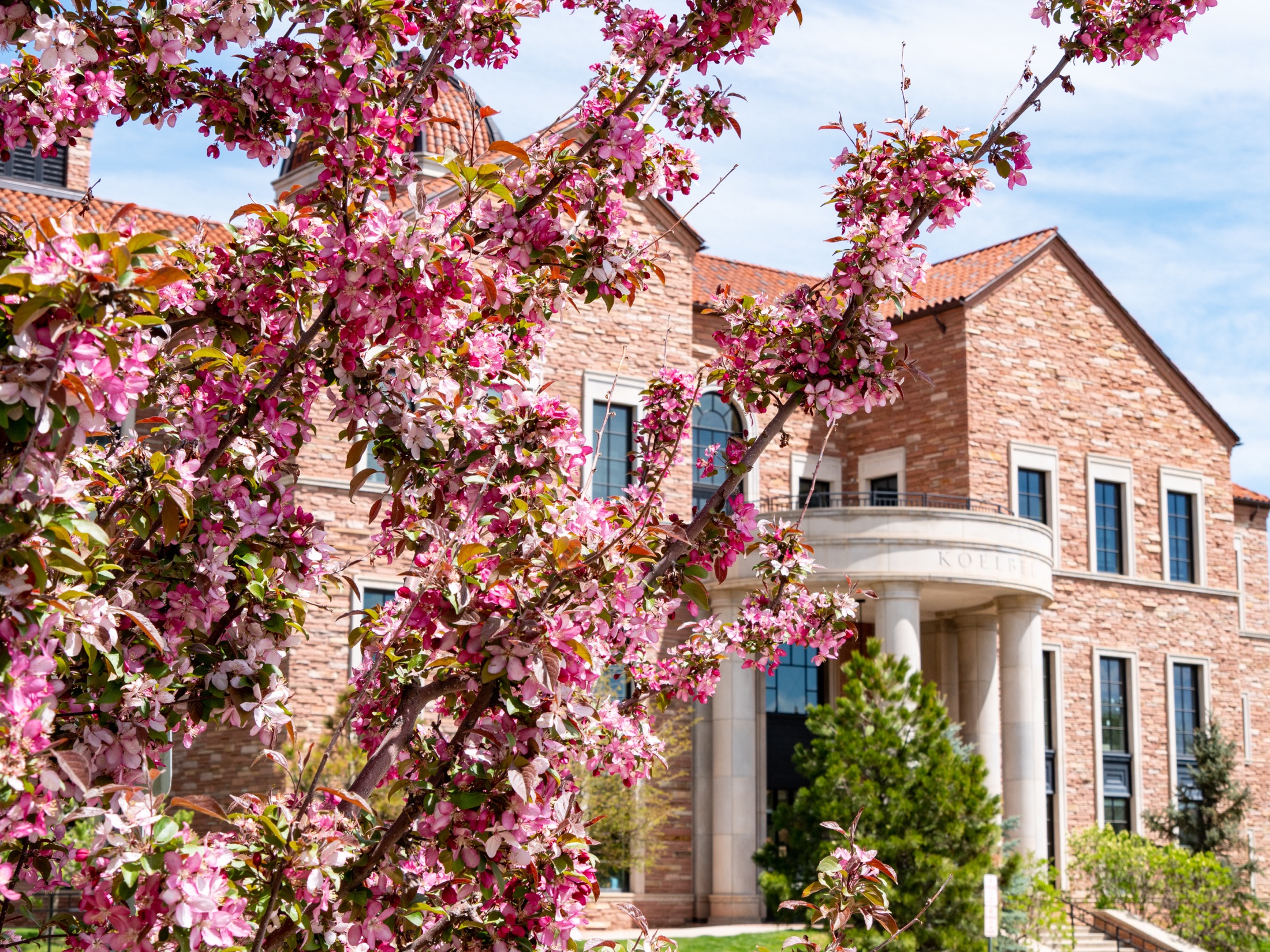 Pink spring blossoms framing a sandstone CU Boulder campus building.